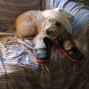 Meet your Posher, Molly